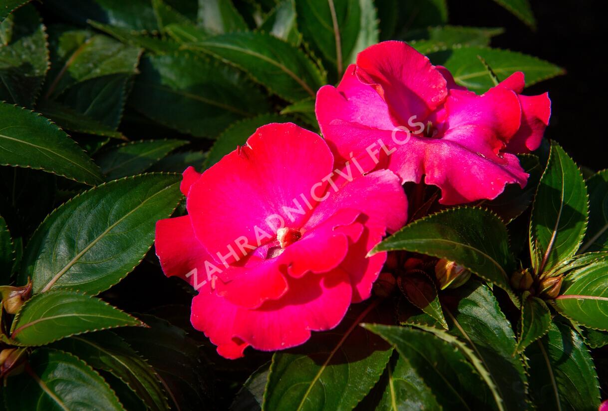 Netýkavka, balzamína 'Magnum Hot Pink' - Impatiens Neu Guinea 'Magnum Hot Pink'