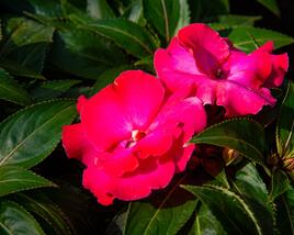 Netýkavka, balzamína 'Magnum Hot Pink'