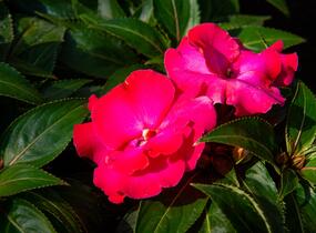 Netýkavka, balzamína 'Magnum Hot Pink' - Impatiens Neu Guinea 'Magnum Hot Pink'