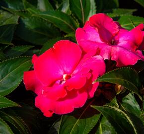 Netýkavka, balzamína 'Magnum Hot Pink' - Impatiens Neu Guinea 'Magnum Hot Pink'