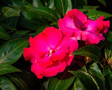 Netýkavka, balzamína 'Magnum Hot Pink'