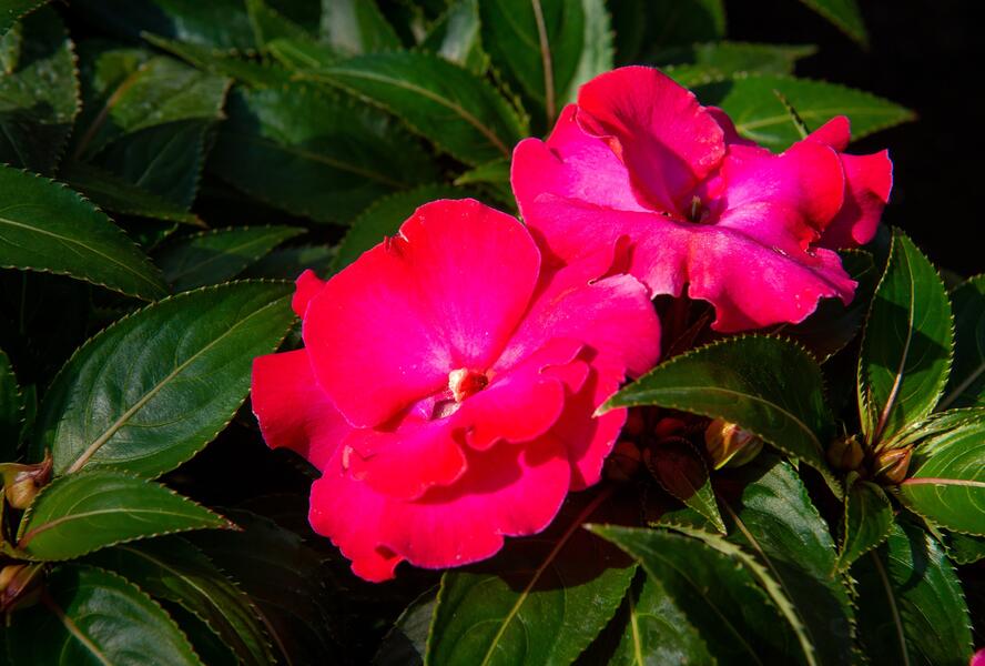 Netýkavka, balzamína 'Magnum Hot Pink' - Impatiens Neu Guinea 'Magnum Hot Pink'