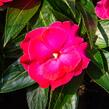 Netýkavka 'Roller Coaster Hot Pink' - Impatiens Neu-Guinea 'Roller Coaster Hot Pink'