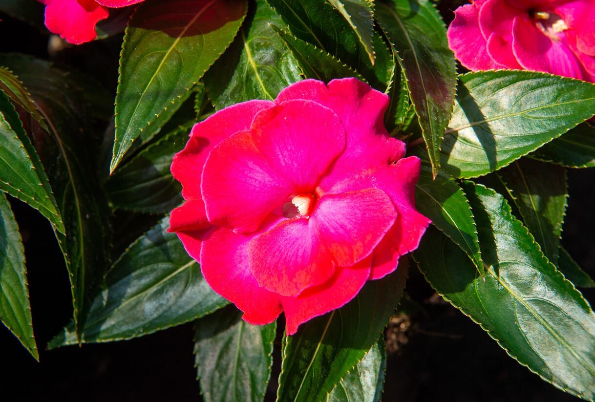 Netýkavka, balzamína 'Magnum Hot Pink' - Impatiens Neu Guinea 'Magnum Hot Pink'