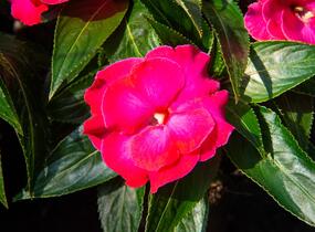 Netýkavka, balzamína 'Magnum Hot Pink' - Impatiens Neu Guinea 'Magnum Hot Pink'