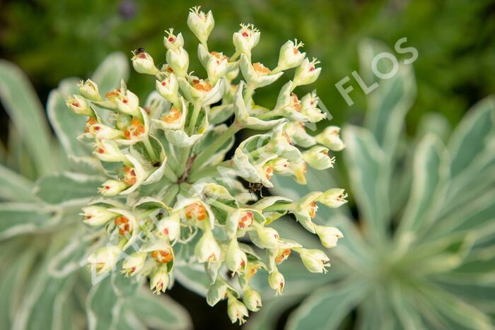 Pryšec hnědokvětý 'Silver Swan' - Euphorbia characias 'Silver Swan'