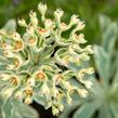 Pryšec hnědokvětý 'Silver Swan' - Euphorbia characias 'Silver Swan'