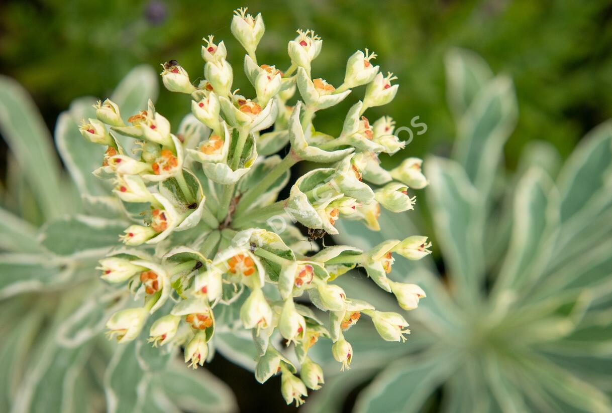 Pryšec hnědokvětý 'Silver Swan' - Euphorbia characias 'Silver Swan'