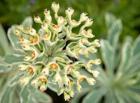 Pryšec hnědokvětý 'Silver Swan' - Euphorbia characias 'Silver Swan'