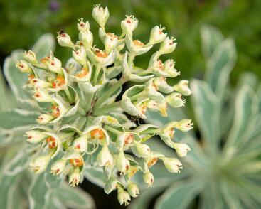 Pryšec hnědokvětý 'Silver Swan'