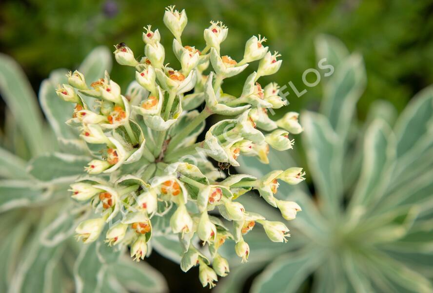 Pryšec hnědokvětý 'Silver Swan' - Euphorbia characias 'Silver Swan'
