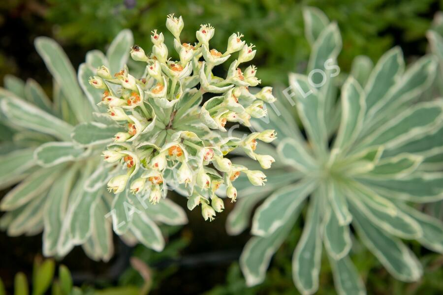 Pryšec hnědokvětý 'Silver Swan' - Euphorbia characias 'Silver Swan'