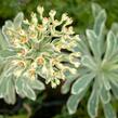 Pryšec hnědokvětý 'Silver Swan' - Euphorbia characias 'Silver Swan'