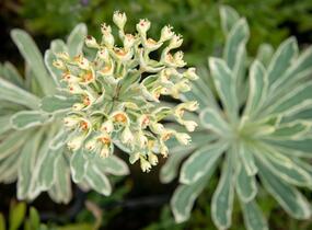 Pryšec hnědokvětý 'Silver Swan' - Euphorbia characias 'Silver Swan'