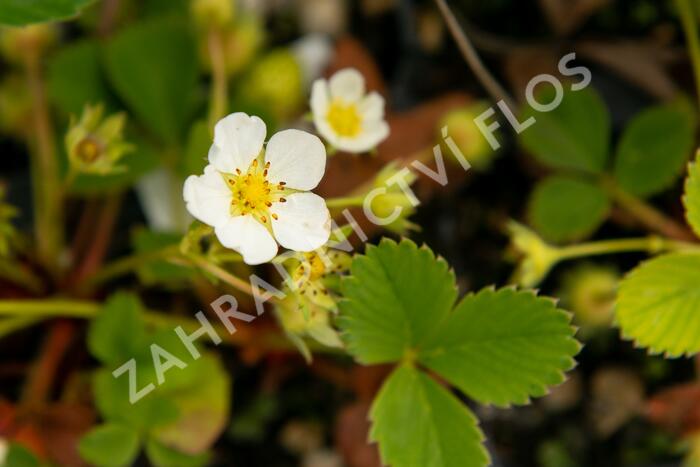 Jahodník jednouplodící 'Rumba' - Fragaria ananassa 'Rumba'