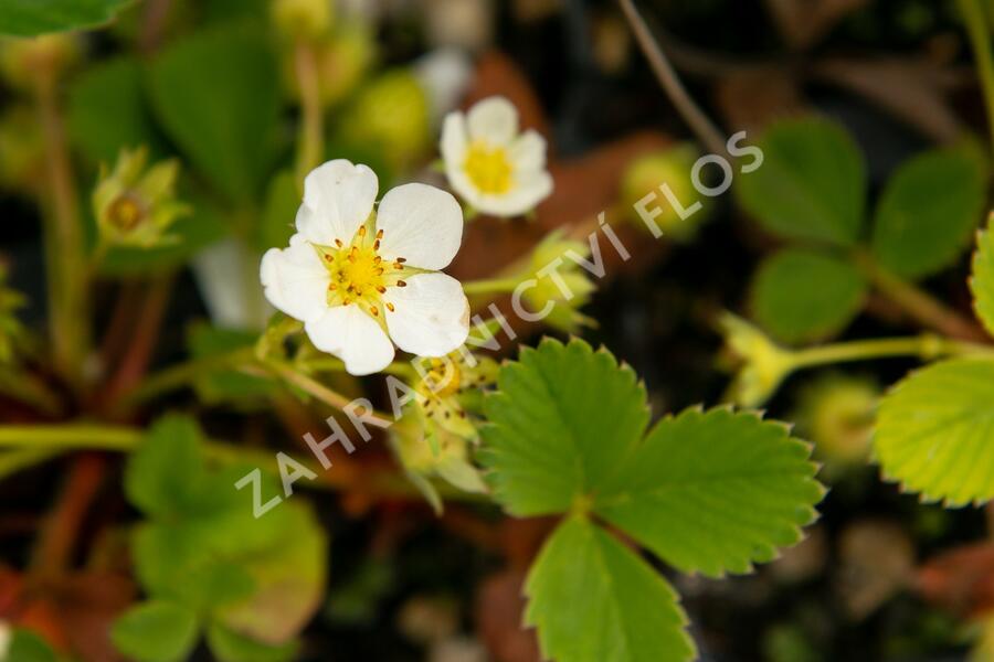 Jahodník jednouplodící 'Rumba' - Fragaria ananassa 'Rumba'