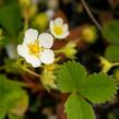 Jahodník jednouplodící 'Rumba' - Fragaria ananassa 'Rumba'