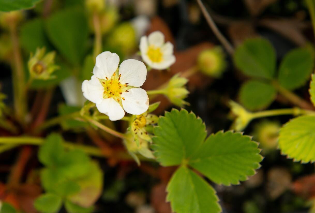 Jahodník jednouplodící 'Rumba' - Fragaria ananassa 'Rumba'