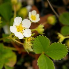 Jahodník jednouplodící 'Rumba' - Fragaria ananassa 'Rumba'