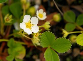 Jahodník jednouplodící 'Rumba' - Fragaria ananassa 'Rumba'