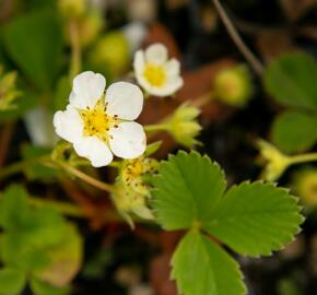 Jahodník jednouplodící 'Rumba' - Fragaria ananassa 'Rumba'