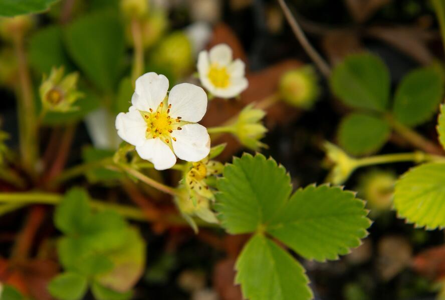 Jahodník jednouplodící 'Rumba' - Fragaria ananassa 'Rumba'