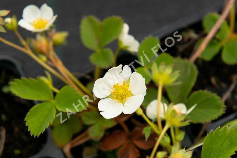 Jahodník jednouplodící 'Rumba' - Fragaria ananassa 'Rumba'