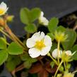 Jahodník jednouplodící 'Rumba' - Fragaria ananassa 'Rumba'