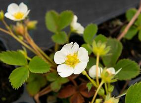 Jahodník jednouplodící 'Rumba' - Fragaria ananassa 'Rumba'