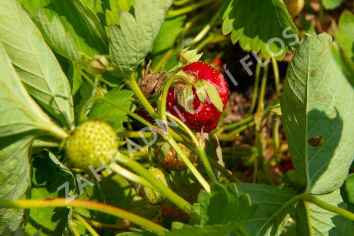 Jahodník jednouplodící 'Elvíra' - Fragaria ananassa 'Elvíra'