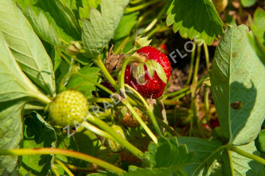 Jahodník jednouplodící 'Elvíra' - Fragaria ananassa 'Elvíra'