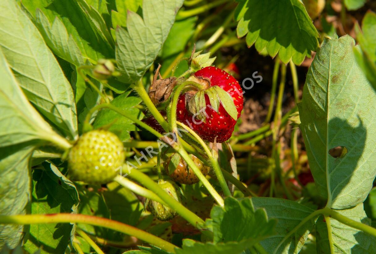Jahodník jednouplodící 'Elvíra' - Fragaria ananassa 'Elvíra'