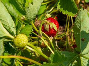 Jahodník jednouplodící 'Elvíra' - Fragaria ananassa 'Elvíra'