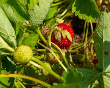 Jahodník jednouplodící 'Elvíra'