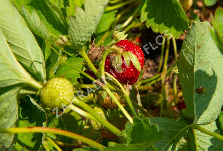 Jahodník jednouplodící 'Elvíra' - Fragaria ananassa 'Elvíra'
