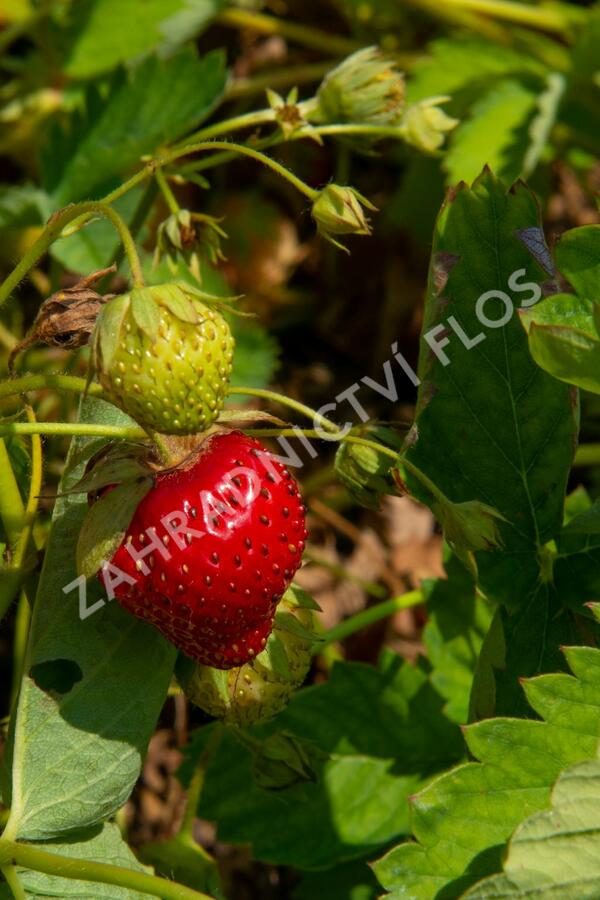 Jahodník jednouplodící 'Elvíra' - Fragaria ananassa 'Elvíra'