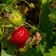 Jahodník jednouplodící 'Elvíra' - Fragaria ananassa 'Elvíra'