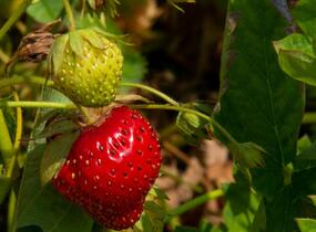 Jahodník jednouplodící 'Elvíra' - Fragaria ananassa 'Elvíra'