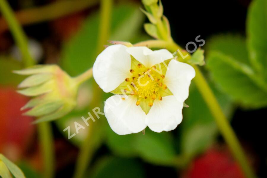 Jahodník jednouplodící 'Elvíra' - Fragaria ananassa 'Elvíra'