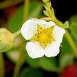 Jahodník jednouplodící 'Elvíra' - Fragaria ananassa 'Elvíra'