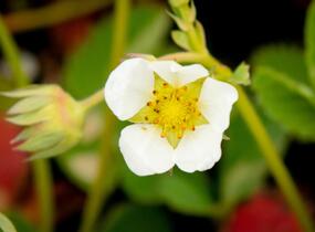 Jahodník jednouplodící 'Elvíra' - Fragaria ananassa 'Elvíra'
