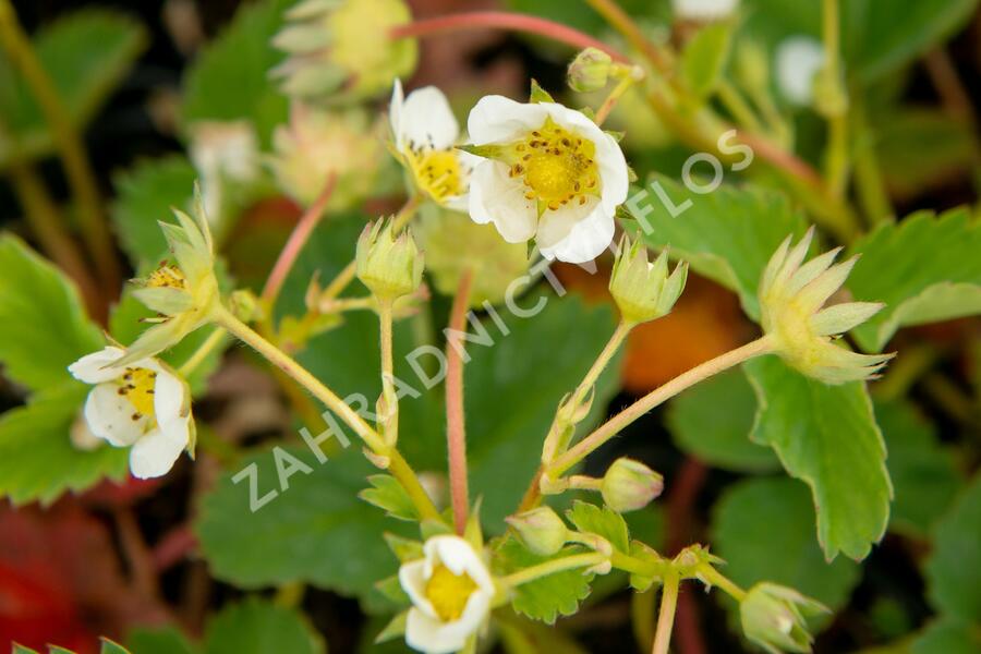 Jahodník jednouplodící 'Elvíra' - Fragaria ananassa 'Elvíra'