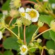 Jahodník jednouplodící 'Elvíra' - Fragaria ananassa 'Elvíra'