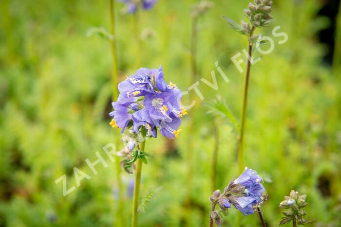 Jirnice - Polemonium caeruleum