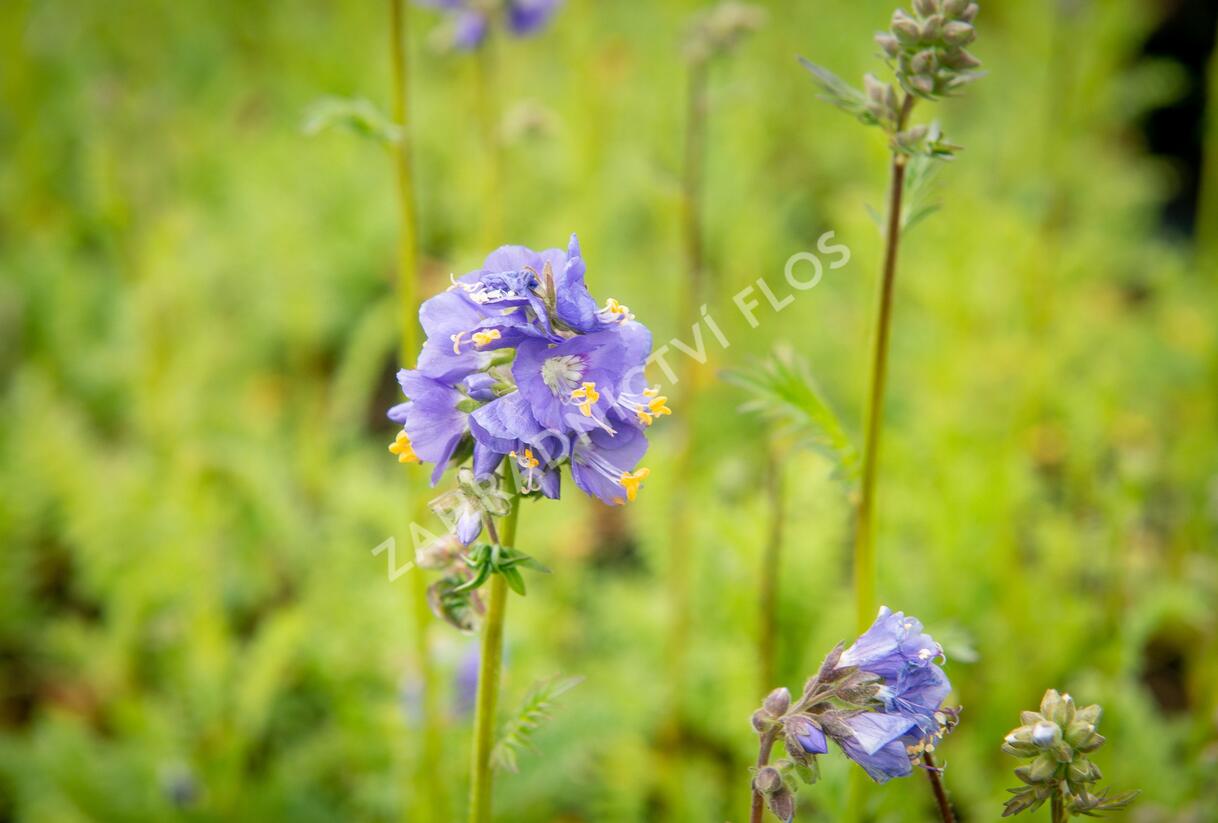 Jirnice - Polemonium caeruleum