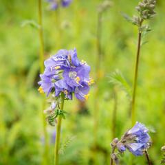 Jirnice - Polemonium caeruleum