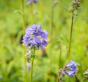 Jirnice - Polemonium caeruleum