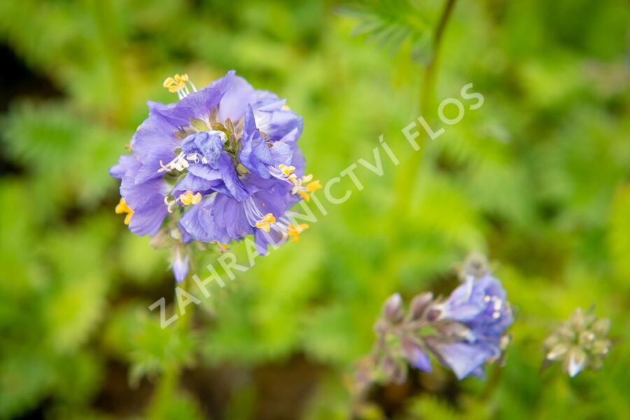 Jirnice - Polemonium caeruleum