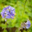 Jirnice - Polemonium caeruleum