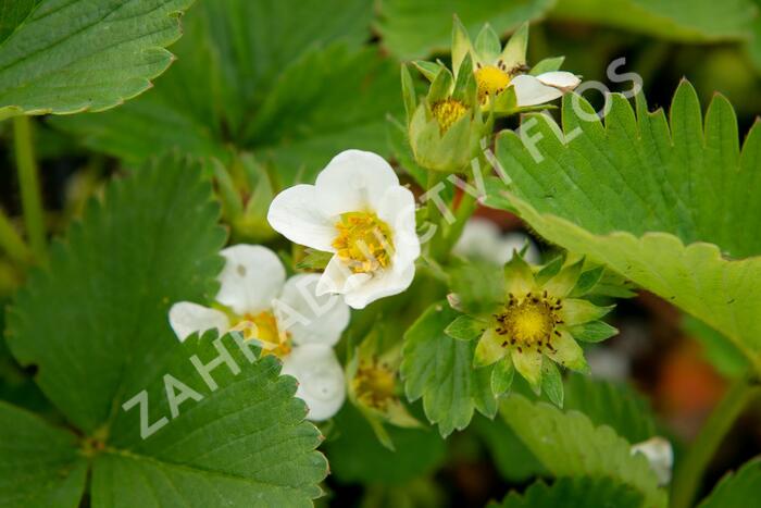 Jahodník jednouplodící 'Elsanta' - Fragaria ananassa 'Elsanta'